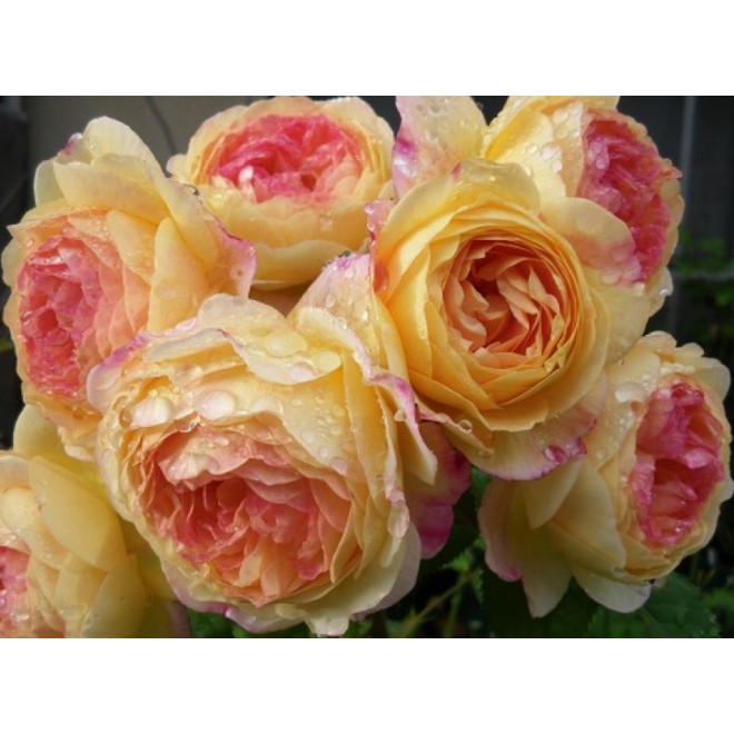 Rožė (Rosa) 'Rosomane Janon'
