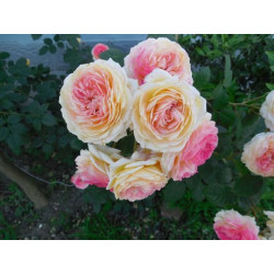Rožė (Rosa) 'Rosomane Janon'