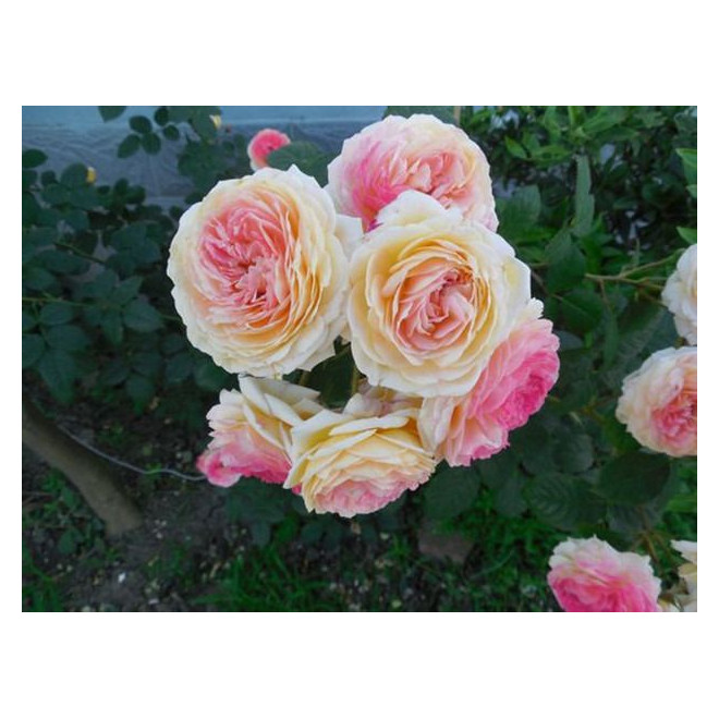 Rožė (Rosa) 'Rosomane Janon'