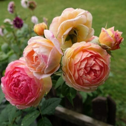 Rožė (Rosa) 'Rosomane Janon'