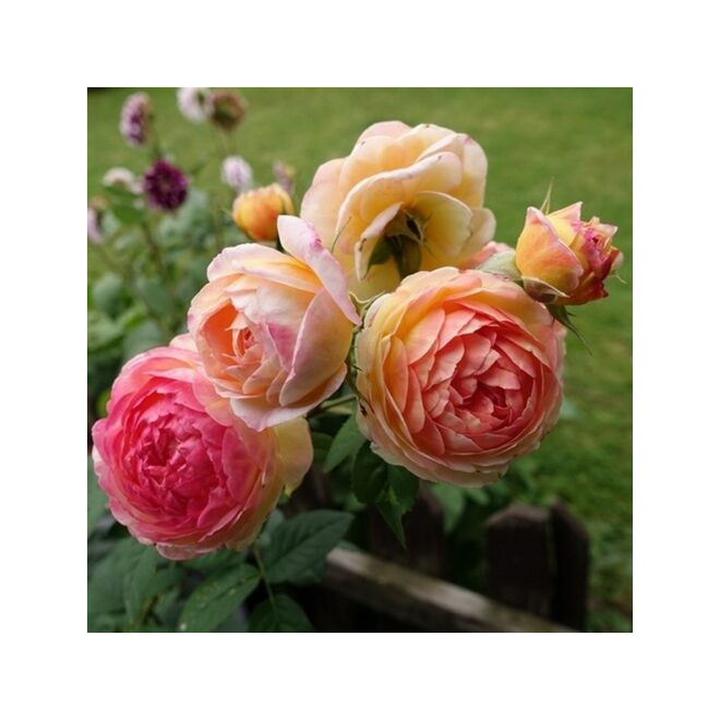 Rožė (Rosa) 'Rosomane Janon'