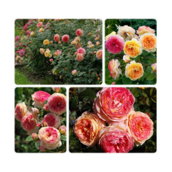 Rožė (Rosa) 'Rosomane Janon'