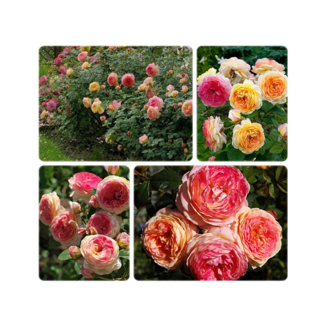 Rožė (Rosa) 'Rosomane Janon'