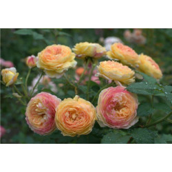 Rožė (Rosa) 'Rosomane Janon'