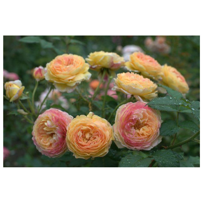 Rožė (Rosa) 'Rosomane Janon'