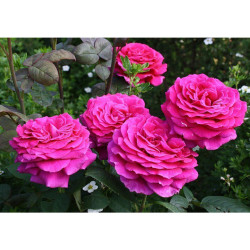 Rožė (Rosa) 'Big Purple'