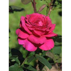 Rožė (Rosa) 'Big Purple'