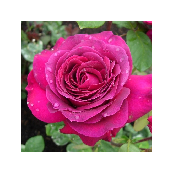 Rožė (Rosa) 'Big Purple'