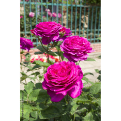 Rožė (Rosa) 'Big Purple'