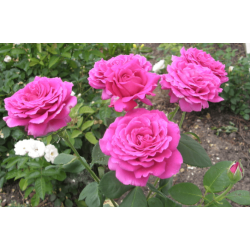 Rožė (Rosa) 'Big Purple'