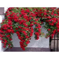 Rožė vijoklinė (Rosa) 'Mushimara'