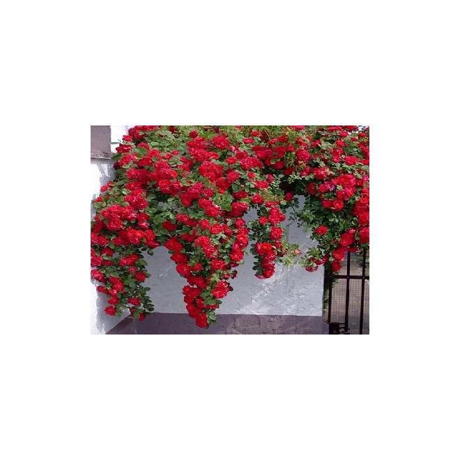 Rožė vijoklinė (Rosa) 'Mushimara'