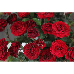 Rožė vijoklinė (Rosa) 'Mushimara'