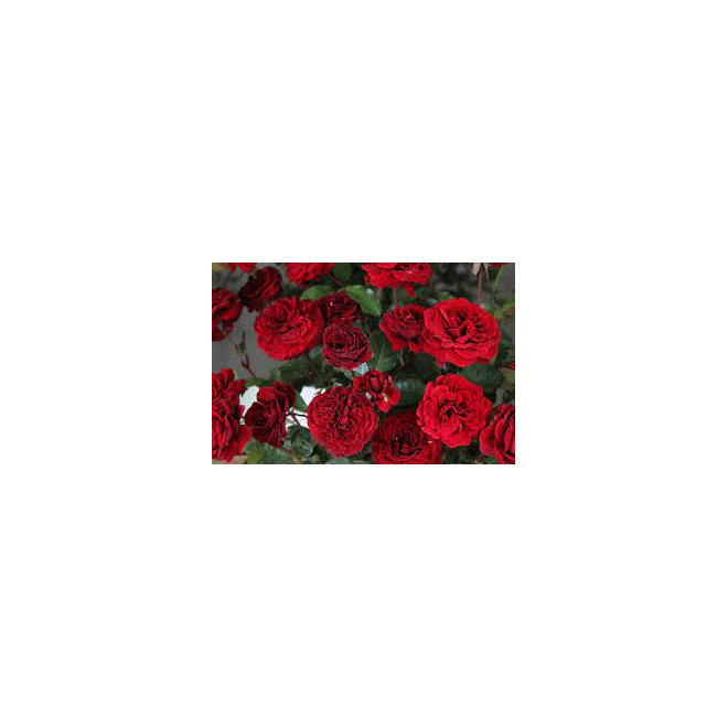 Rožė vijoklinė (Rosa) 'Mushimara'