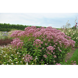 Kemeras (Eupatorium maculatum) 'Baby Joe'