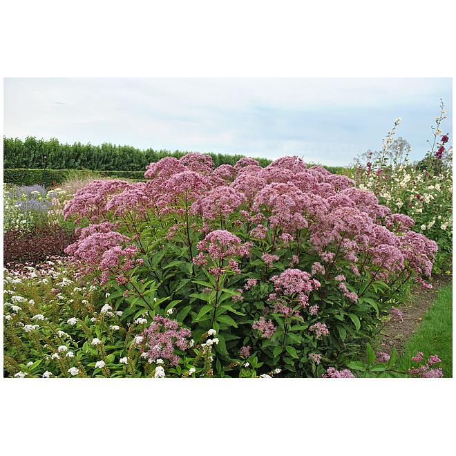 Kemeras (Eupatorium maculatum) 'Baby Joe'