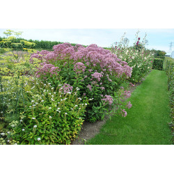 Kemeras (Eupatorium maculatum) 'Baby Joe'