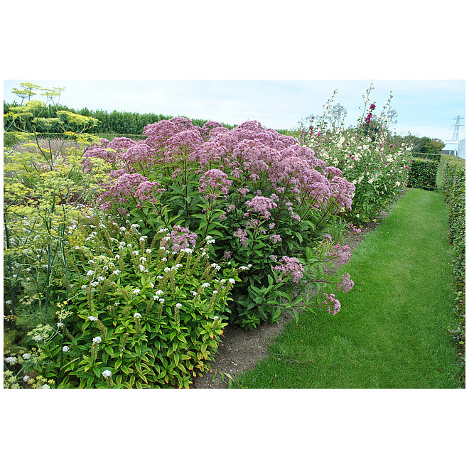 Kemeras (Eupatorium maculatum) 'Baby Joe'