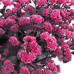 Šilokas (Sedum telephium) 'Oriental Dancer'
