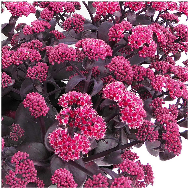 Šilokas (Sedum telephium) 'Oriental Dancer'