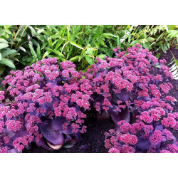 Šilokas (Sedum telephium) 'Oriental Dancer'