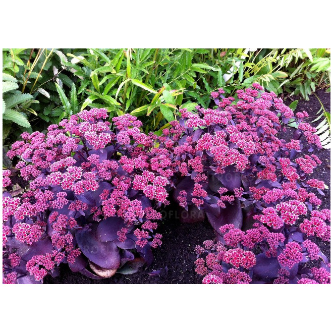 Šilokas (Sedum telephium) 'Oriental Dancer'