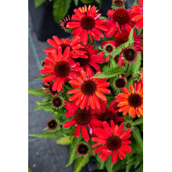 Ežiuolė (Echinacea) 'SunMagic Vintage Ruby'