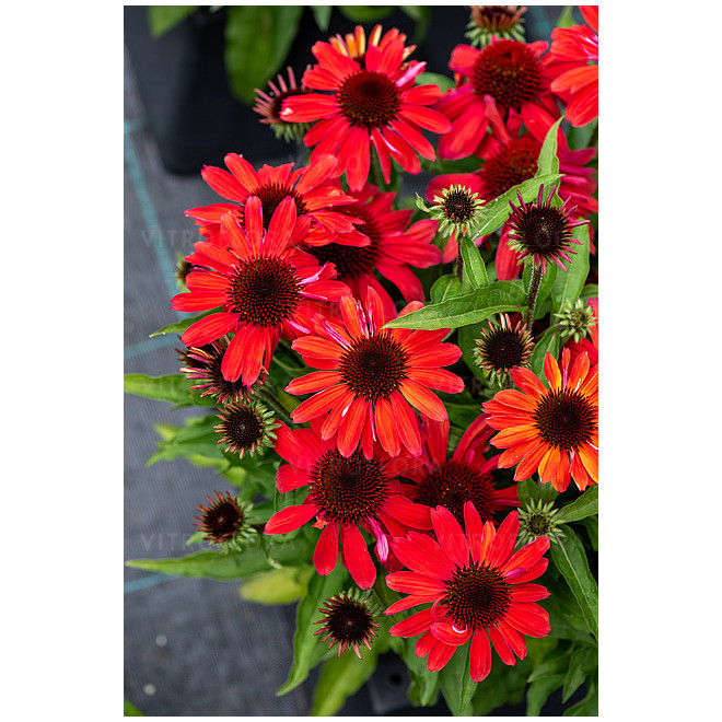 Ežiuolė (Echinacea) 'SunMagic Vintage Ruby'