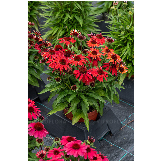 Ežiuolė (Echinacea) 'SunMagic Vintage Ruby'