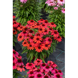 Ežiuolė (Echinacea) 'SunMagic Vintage Ruby'