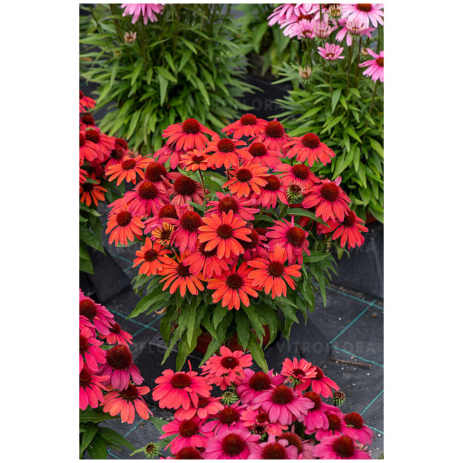 Ežiuolė (Echinacea) 'SunMagic Vintage Ruby'