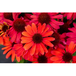Ežiuolė (Echinacea) 'SunMagic Vintage Ruby'