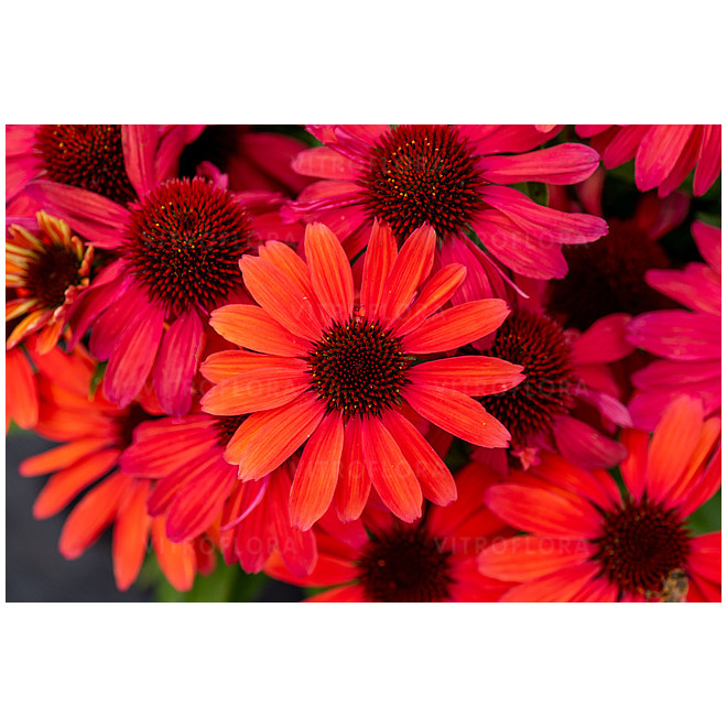 Ežiuolė (Echinacea) 'SunMagic Vintage Ruby'