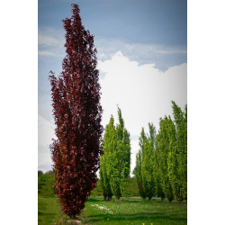 Bukas paprastasis (Fagus sylvatica) 'Dawyck  Purple'