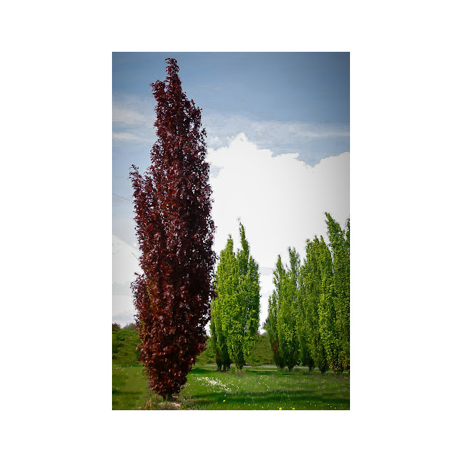 Bukas paprastasis (Fagus sylvatica) 'Dawyck  Purple'