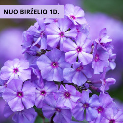 Flioksas šluotelinis (Phloxs paniculata) ' Blue Paradise'