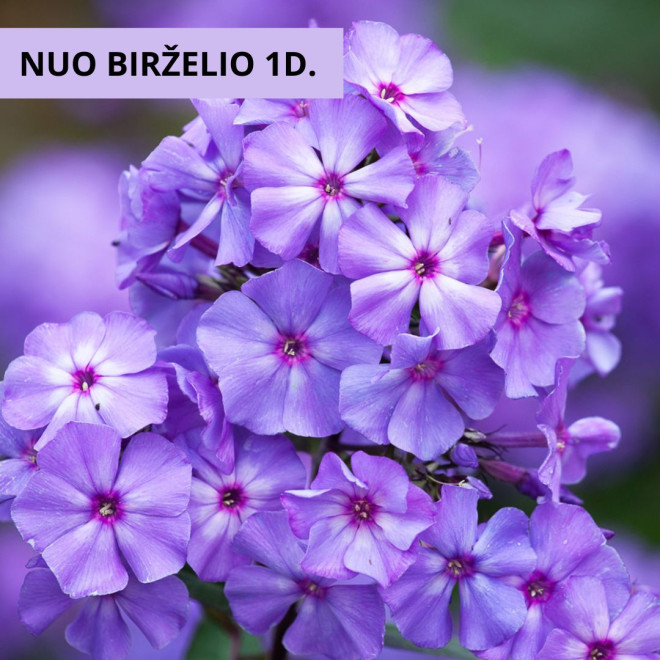 Flioksas šluotelinis (Phloxs paniculata) ' Blue Paradise'