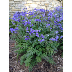 Palemonas mėlynasis (Polemonium caeruleum)