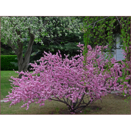 Migdolas triskiautis (Prunus triloba) | Medeliai.lt