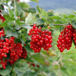 Serbentai raudonieji (Ribes) 'Jonkheer van Tets' Pa raudonos uogos derlinga veislė