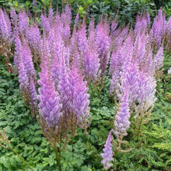 Astilbė kininė (Astilbe chinensis) 'Pumila' žemaūgė violetinė dekoratyvi žiemą