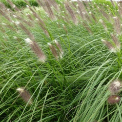 Soruolė pašiaušėlinė (Pennisetum alopecuroides)