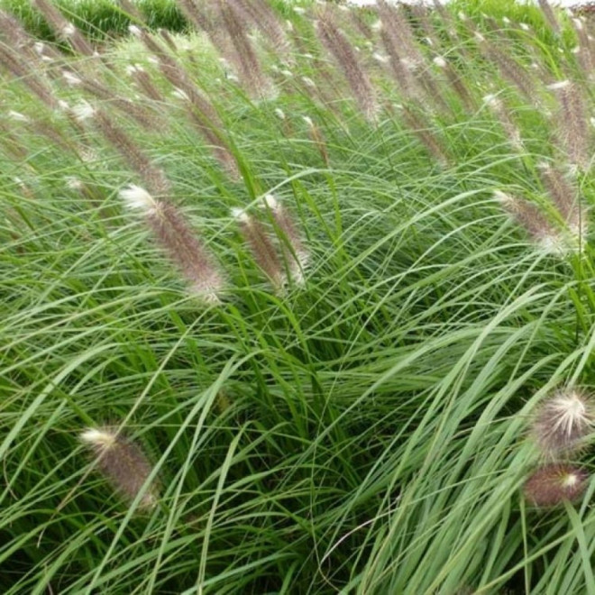 Soruolė pašiaušėlinė (Pennisetum alopecuroides)