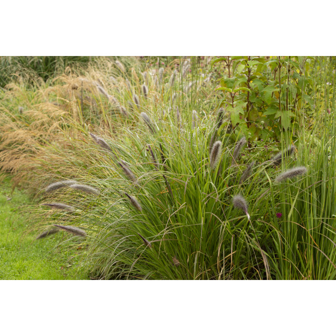 Soruolė pašiaušėlinė (Pennisetum alopecuroides)