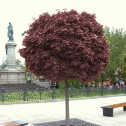 Klevas paprastasis (Acer platanoides) "Purple Globe"