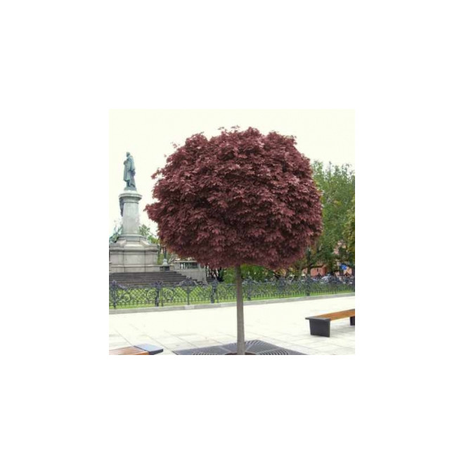 Klevas paprastasis (Acer platanoides) "Purple Globe"