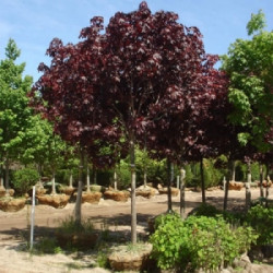Klevas paprastasis (Acer platanoides) "Purple Globe"