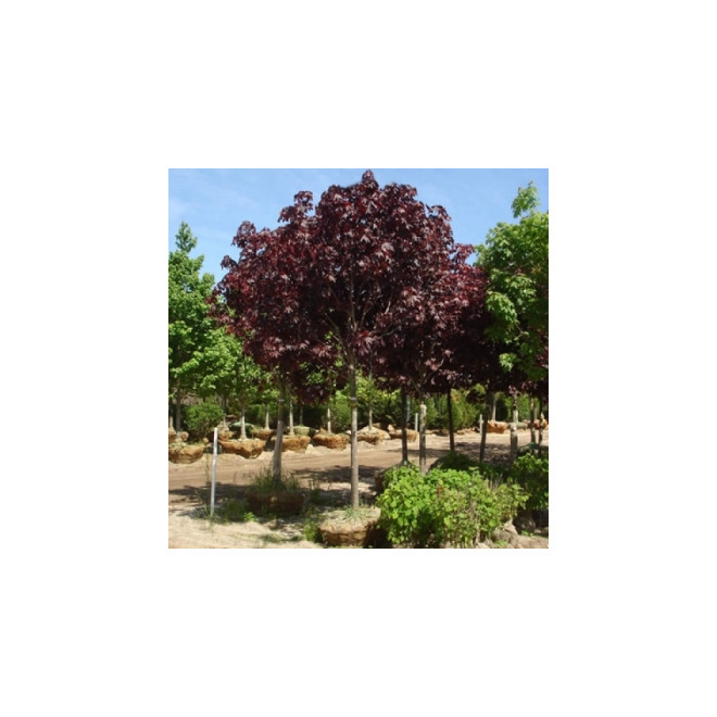 Klevas paprastasis (Acer platanoides) "Purple Globe"