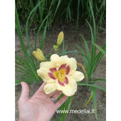Viendienė (Hemerocallis) geltona su akute
