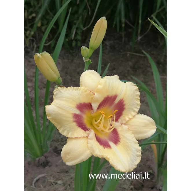 Viendienė (Hemerocallis) geltona su akute